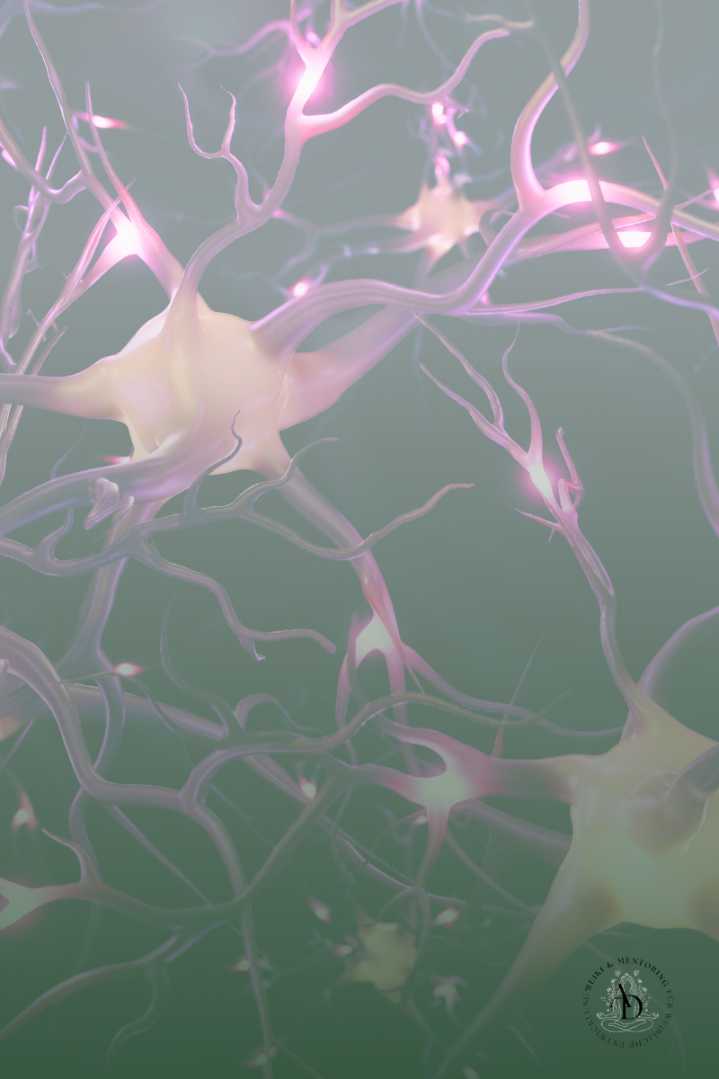 Nervensystembahn - Sympathikus und Parasympathikus